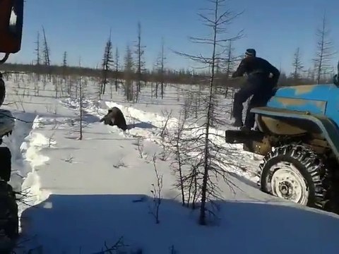 Des russes roulent volontairement sur un ours. Révoltant!
