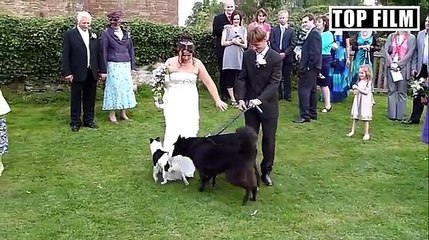 People Doing Stupid Things - Funny videos Fails 2016