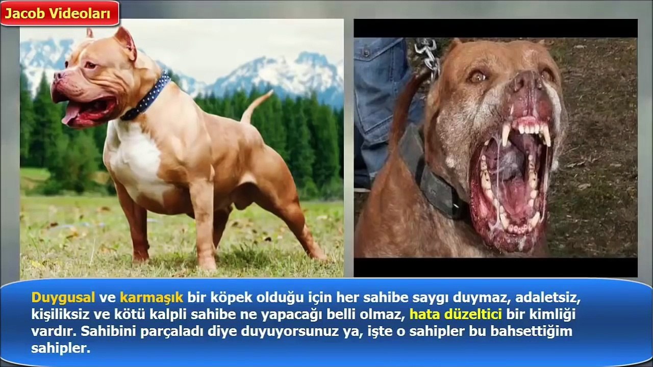 PİTBULL vs WİLD WOLF About Facts !!! ►► Pitbull mu Vahşi Kurt mu Hangisi Daha Güçlü güçlü köpekler