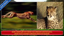 KANGAL vs ÇİTA Hakkında ! ►► çita köpek dövüşleri, kavgası ► Çita saldırıları ► Cheetah !!!