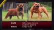 ►► Dünyanın Yasaklanmış En Tehlikeli Köpek Irkları !!! ►► Dogo Argentino, Pitbull, Presa Canario