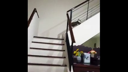 Ce chat amputé continue de vivre avec deux pattes