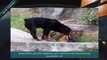 Rottweiler vs Wild Boar About Facts ► Rottweiler Yaban Domuzunu İndirebilir mi ► Kavgayı kim kazanır