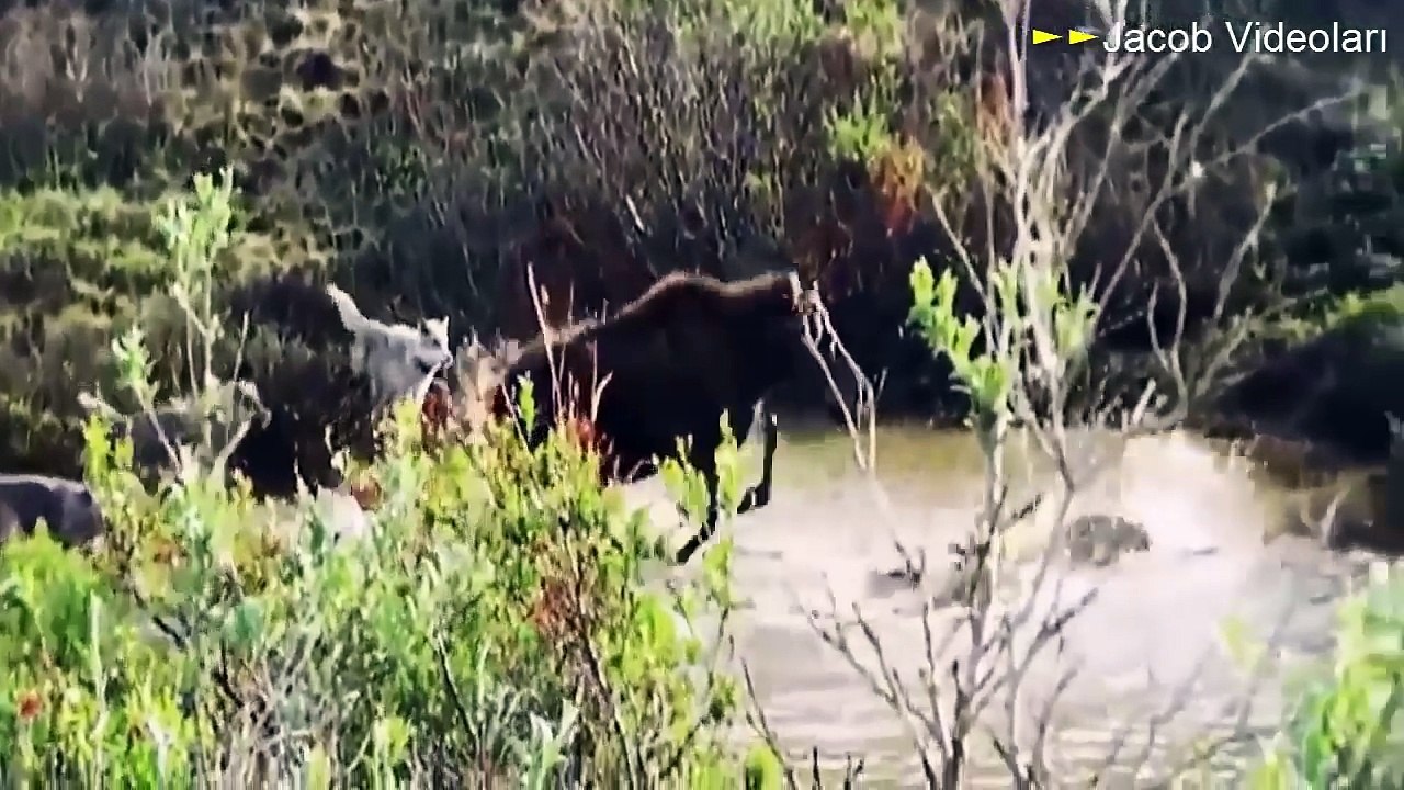 KANGAL mı Kurt mu ►► Köpek Dövüşü Kavgası Hakkında Wolf Attacks Bear, Dog Attack