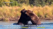 KANGAL mı DEV BOZ AYI mı ►► Köpek Dövüşleri Hakkında Belgeseli Dog vs Bear FACTS attacks Wolf Lion