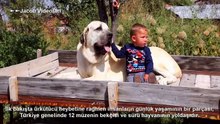 Dünyanın En Güçlü Köpekleri ►► AKSARAY MALAKLISI ► Köpek Dövüşleri Kavgası Hakkında, Strongest Dogs