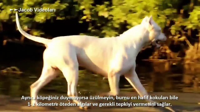 Dünyanın En Güçlü Köpekleri ►► DOGO ARGENTİNO ► Köpek Dövüşleri Kavgası Hakkında, Dog vs Puma Facts