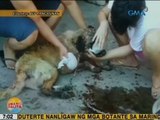 UB: German Shepherd ng mga bumbero sa Urdaneta City, Pangasinan, nasawi dahil sa heatstroke