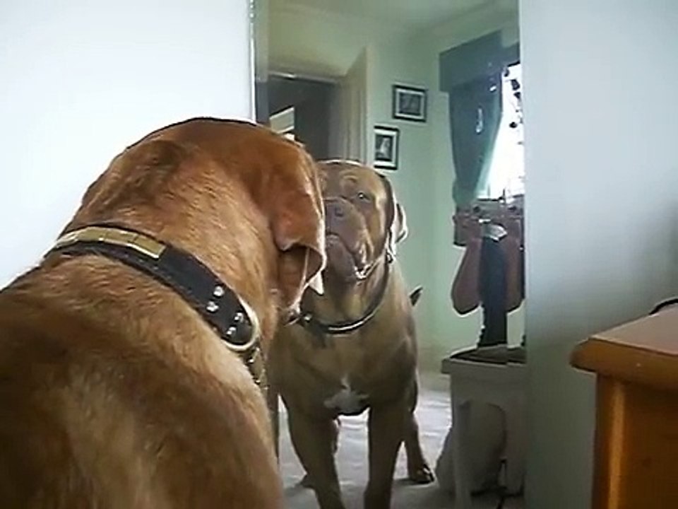 Cão se olha no espelho pela primeira vez – e a hilaridade é garantida.