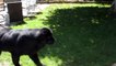 Aspetta Il Segnale Poi Parte La Ricerca: La Bimba e il Cane Stanno Giocando a Nascondino!