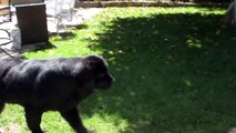 Aspetta Il Segnale Poi Parte La Ricerca: La Bimba e il Cane Stanno Giocando a Nascondino!