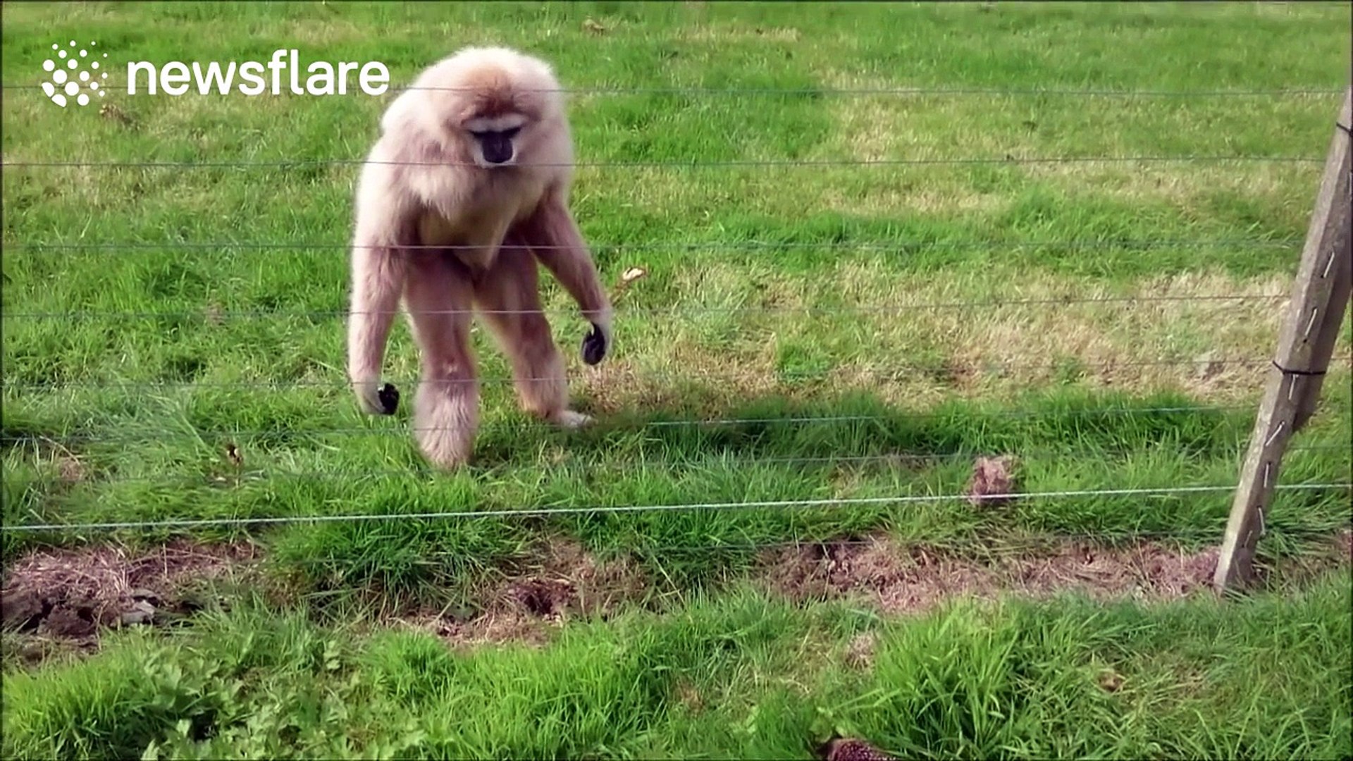 Gibbons are baffled by hedgehog