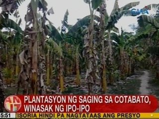 UB: Plantasyon ng saging sa Cotabato, winasak ng ipo-ipo