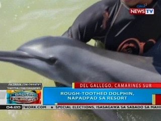 BP: Rough-toothed dolphin, napadpad sa resort