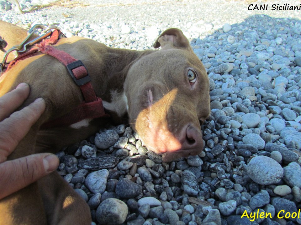 Aylen Cool in spiaggia