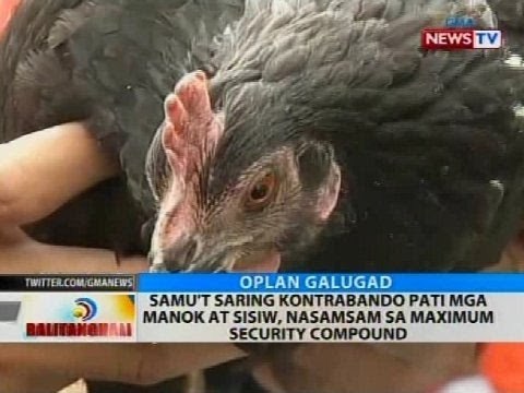 Samu't saring kontrabando pati mga manok at sisiw, nasamsam sa maximum security compound