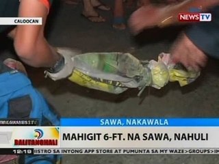 BT: Mahigit 6-ft. na sawa, nahuli