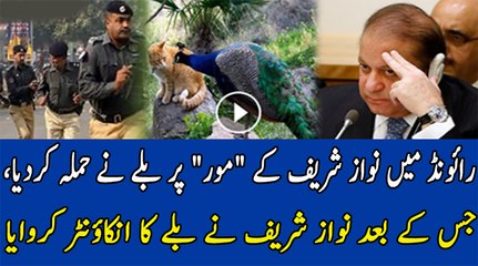 Asad Kharal Sharing A Weird Story Of Nawaz Shareef's Home In Raiwind..