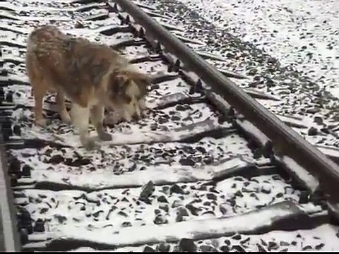 Lucy rimane incastrata tra i binari del Treno e Panda non la lascia da sola neanche un Istante!