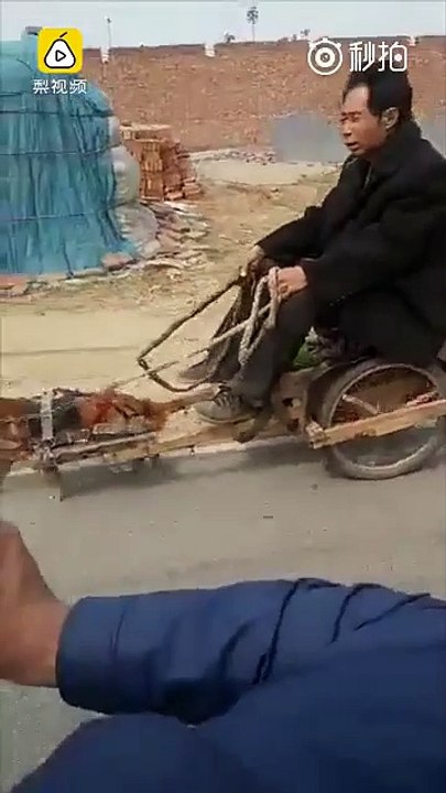 Në Kinë, jo vetëm që i hanë qentë – shihni çfarë u bëjnë atyre! (Video)