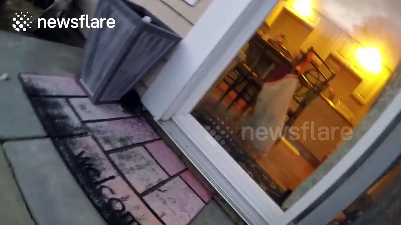 Excited kitten runs into glass door