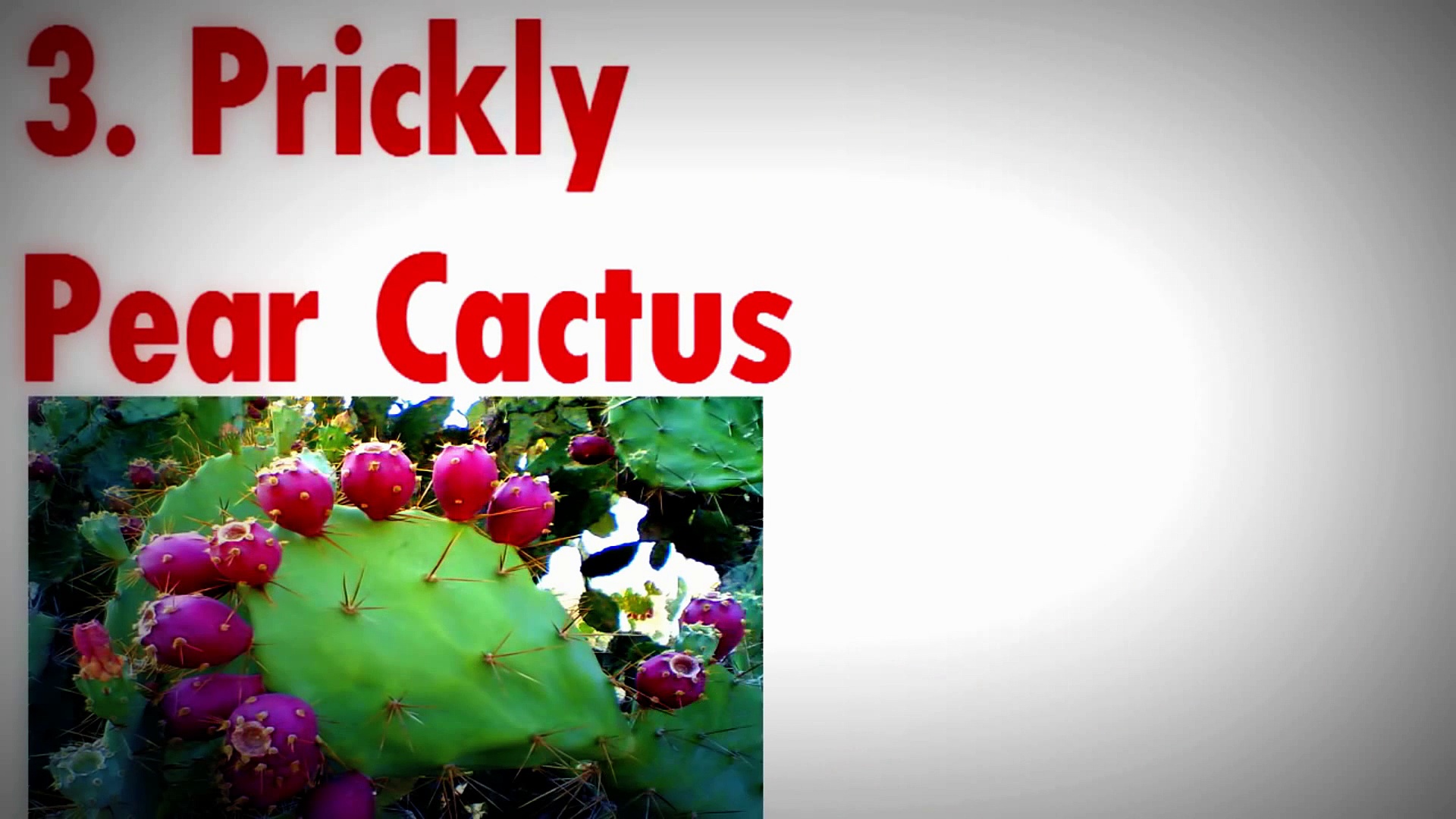 Natural Herbs For Diabetes