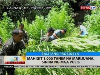 BT: Mahigit 1,000 tanim na marijuana, sinira ng mga pulis