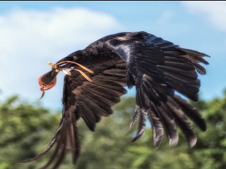 Davide Van De Sfroos - Il Corvo