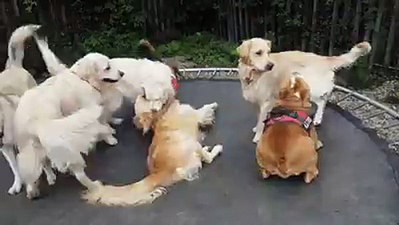 Dog party takes place on trampoline