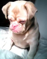 "Grumpy" dog is ready for nap time