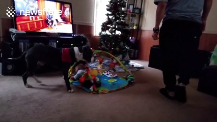 Pit bull puppy protects five-month-old baby