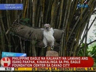 UB: PHL Eagle na kalahati na lamang ang isang pakpak, kinakalinga sa PHL Eagle Foundation Center