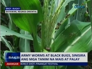 Saksi: Army Worms at Black Bugs, sinisira ang mga tanim na mais at palay