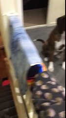 Dog hates bath time, pretends to be too tired