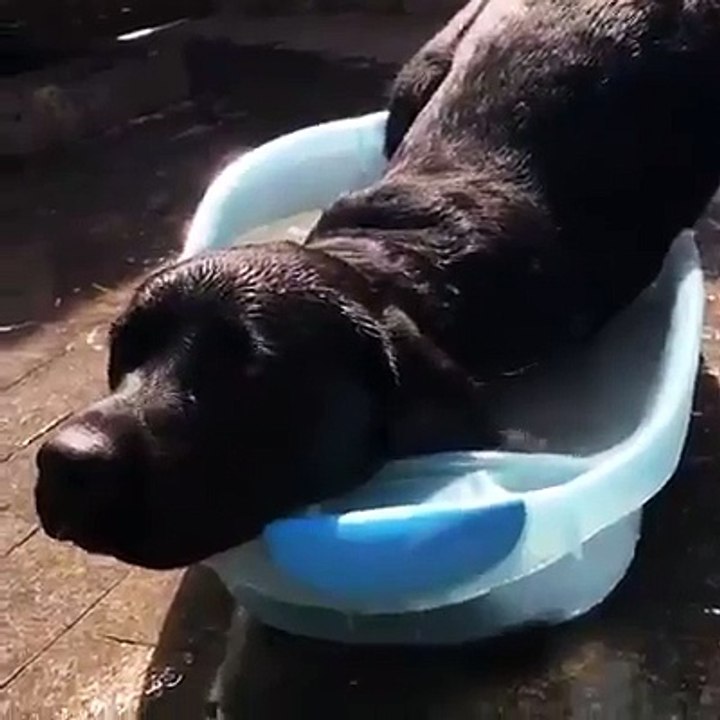 Quando você cresce mas continua com as... - Prefiro bicho do que gente