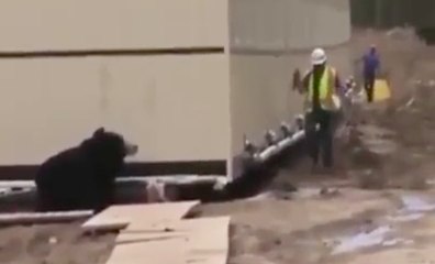 Un homme se déguise en ours pour faire peur à son collègue !