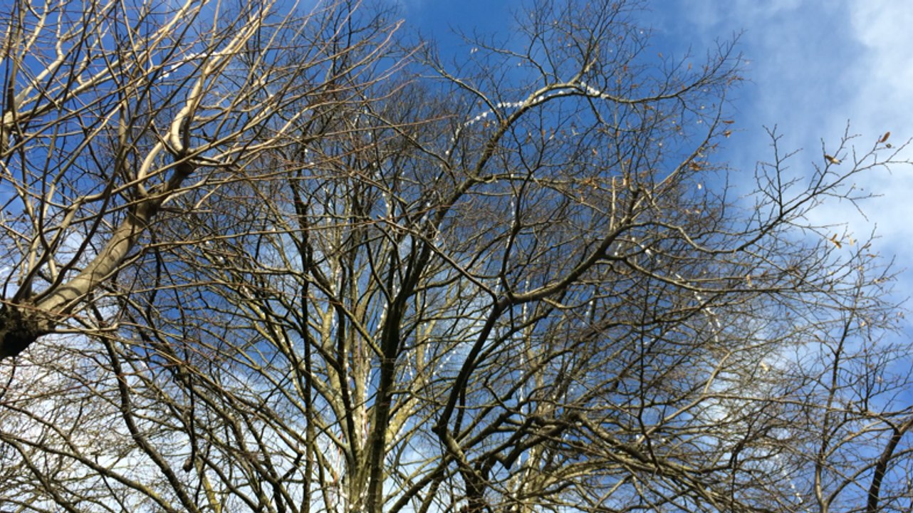 L'arbre à souhaits