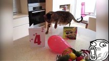Gatos x Balões  - CATS vs BALLOONS PART 1