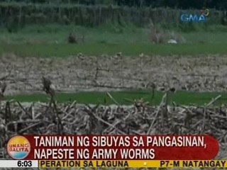 UB: Taniman ng sibuyas sa Pangasinan, napeste ng army worms