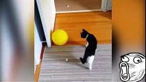 Gatos x Balões - CATS vs BALLOONS PART 3