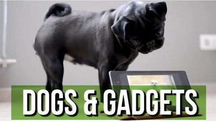 This Hilarious Dogs & Gadgets Compilation Will Brighten Your Day!