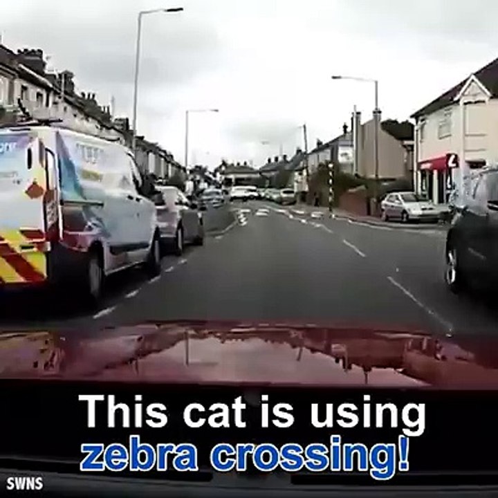 The CAT is using Zebra Crossing
