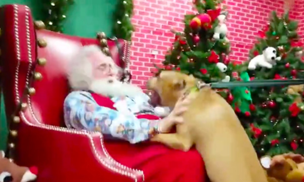 Un chien est très heureux de faire enfin la rencontre du père Noël !
