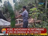 UB: Kubo, nadaganan ng natumbang puno ng mangga sa Cotabato