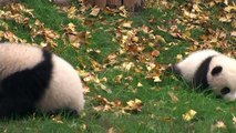 Pandas taken off the endangered list