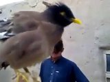 Bebek Taklidi Yapan Kuş