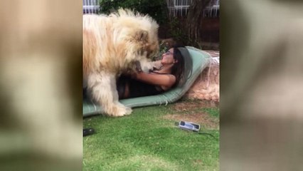 I need a big dog like this in my life