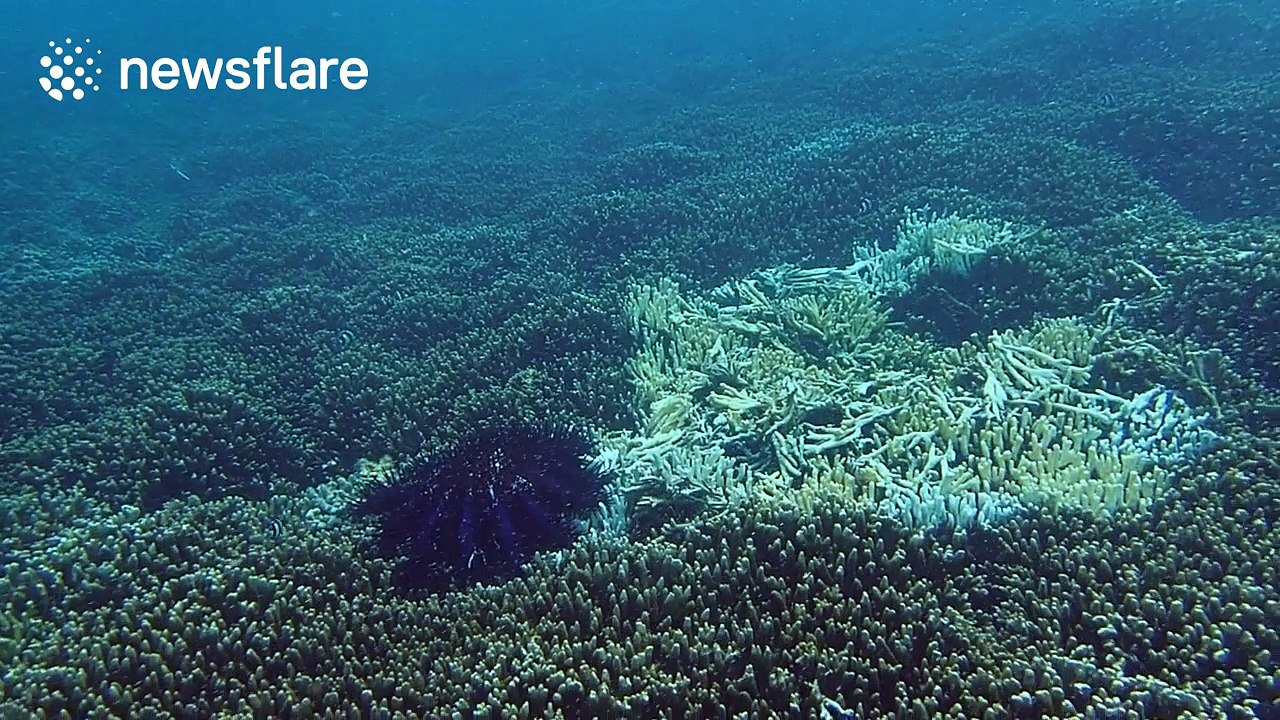 Marine biologist removes huge coral-eating starfish from coral reef