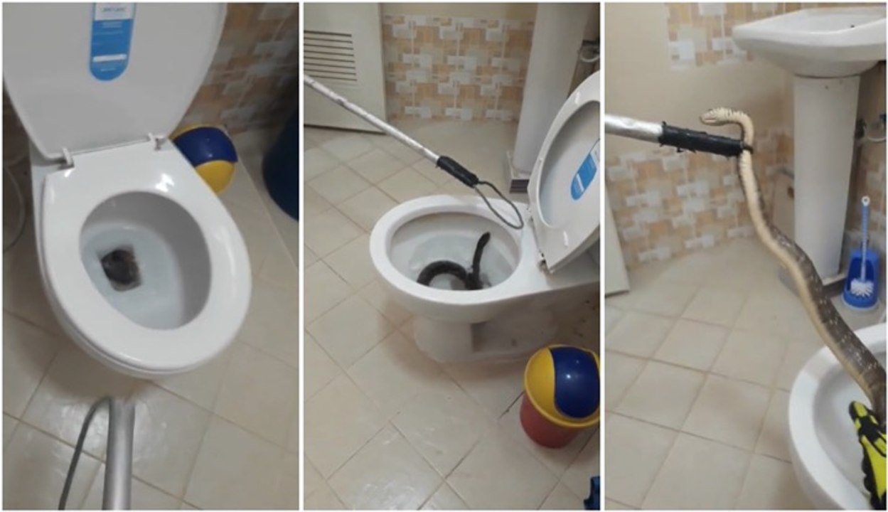 Un serpent très grand capturé dans ces toilettes