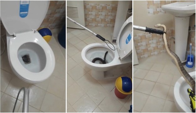 Un serpent très grand capturé dans ces toilettes